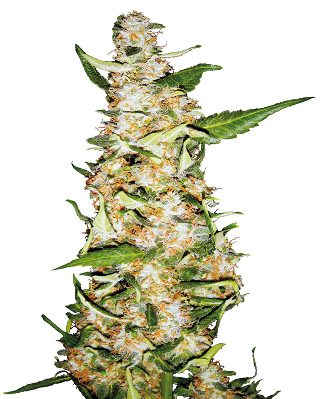 Skunk #1 Auto