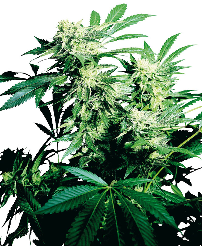 Skunk Kush