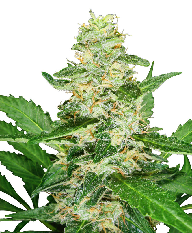 Super Skunk Auto