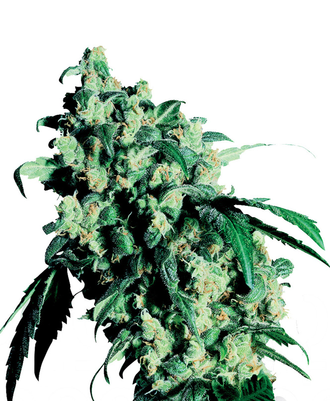 Super Skunk