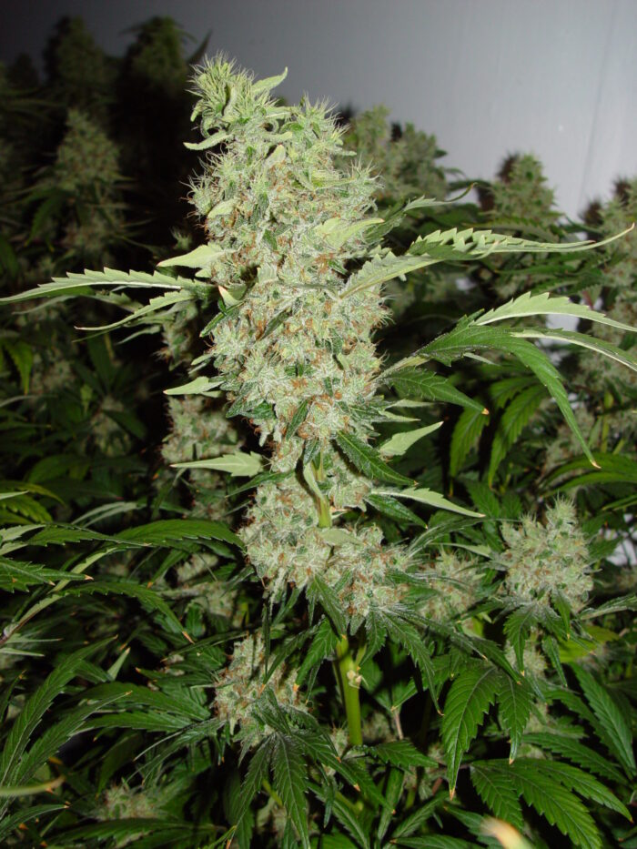 Bubble Gum
