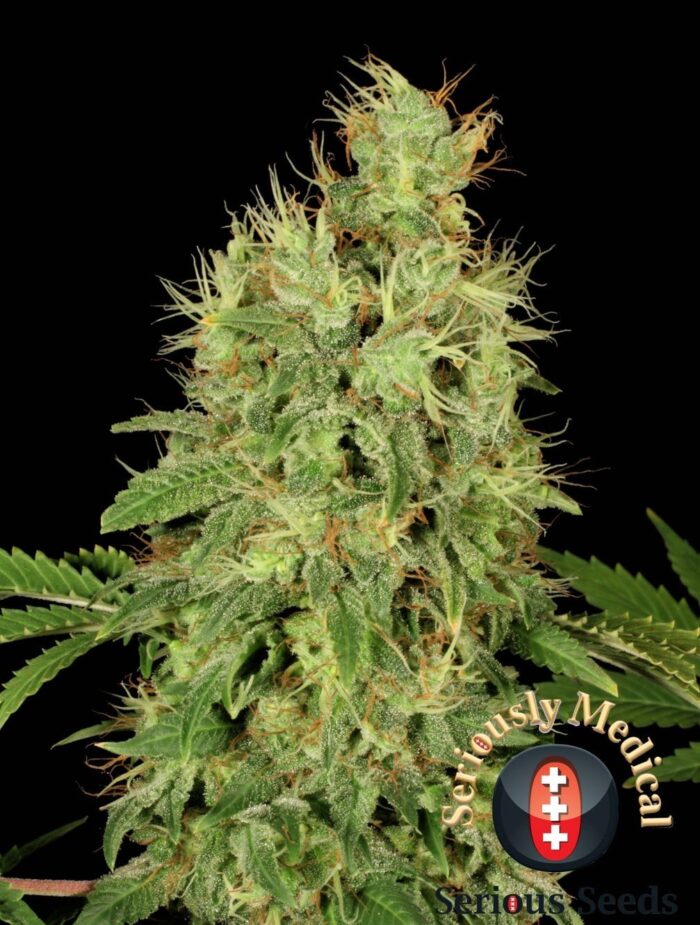 CBD Chronic