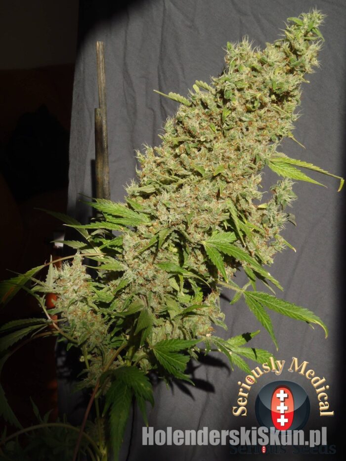 CBD Chronic