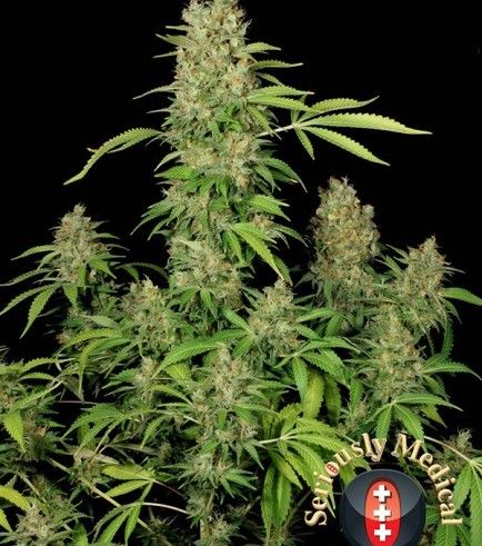CBD Chronic