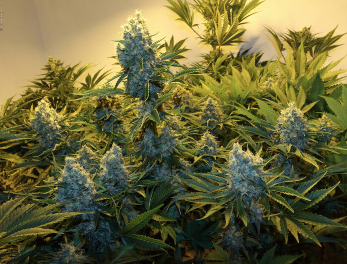Serious Kush