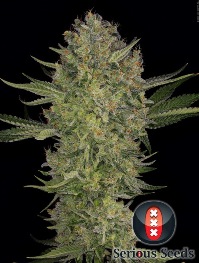 Serious Kush