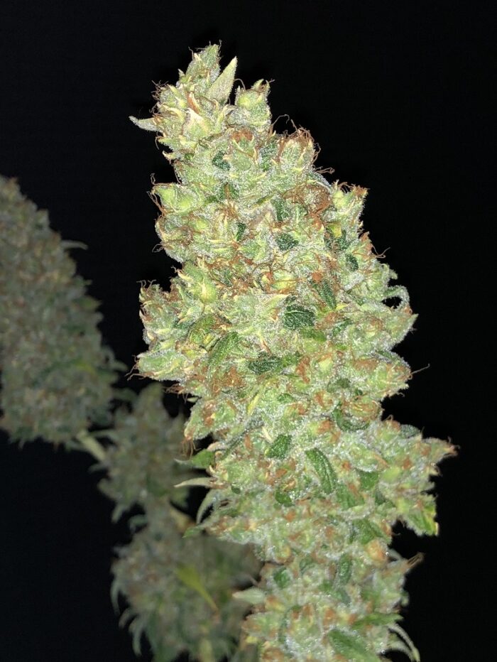 Strawberry AK