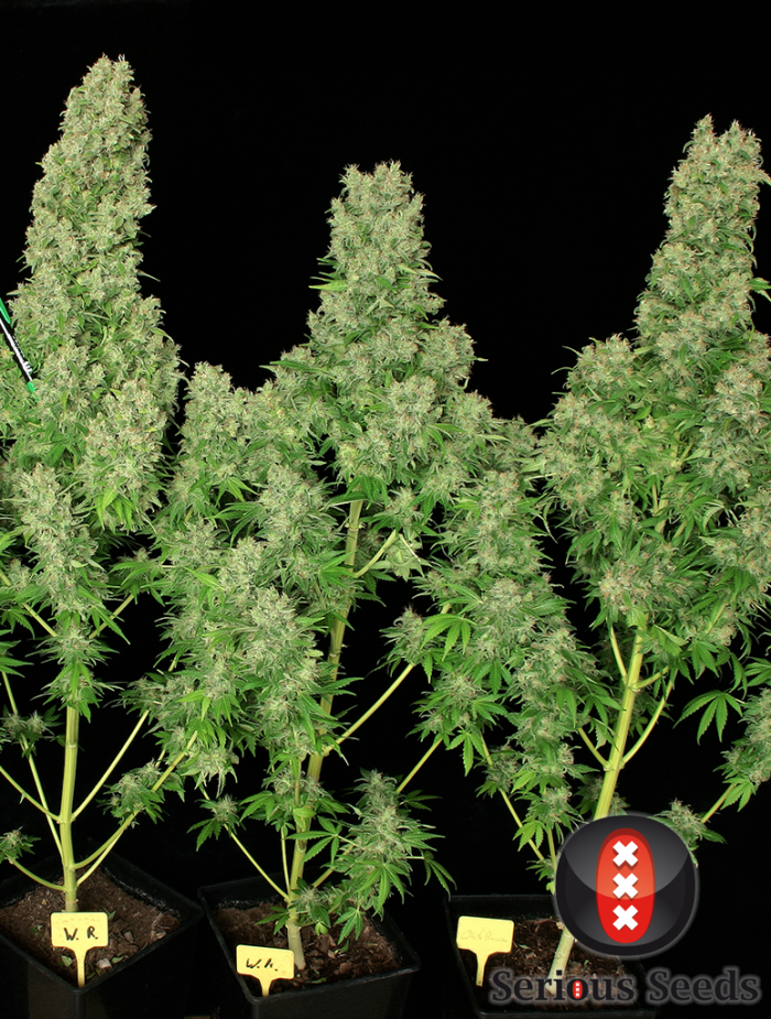 White Russian