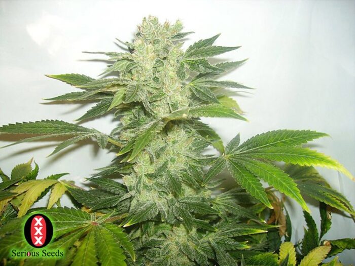 White Russian