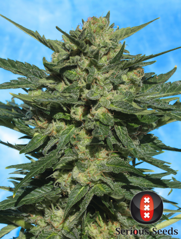 White Russian Auto