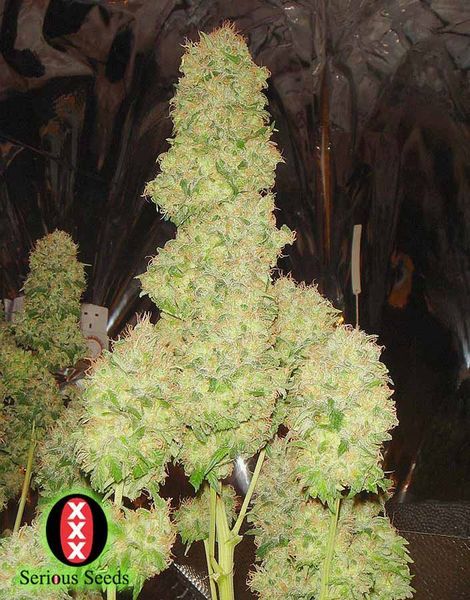 White Russian Auto