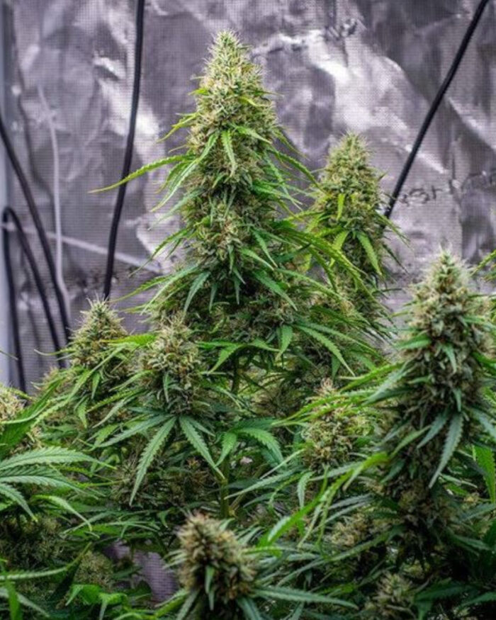 Sherbet Queen Automatic