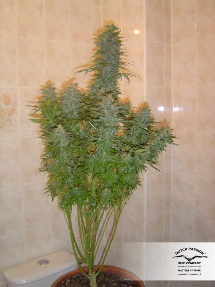 Skunk #11