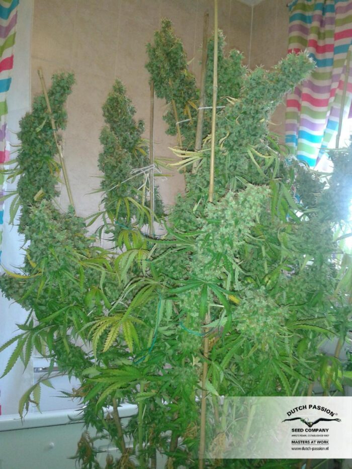 Skunk #11