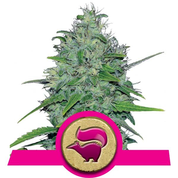 Skunk XL