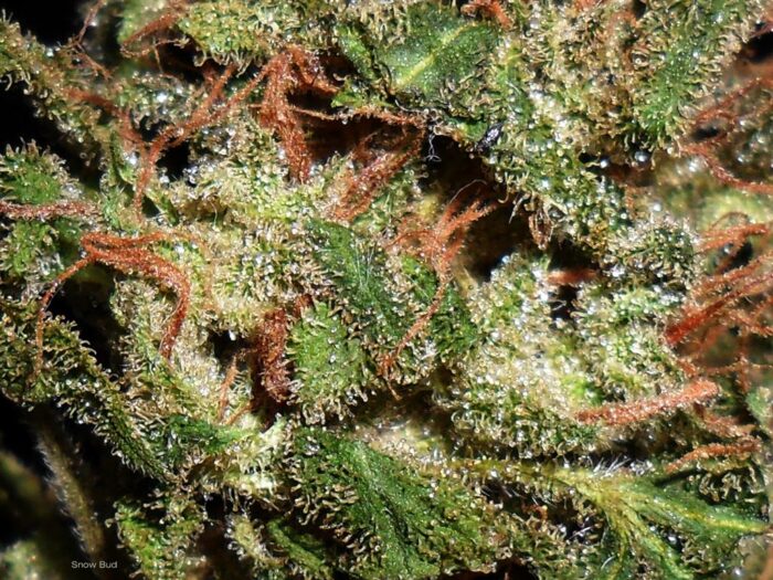 Snow Bud