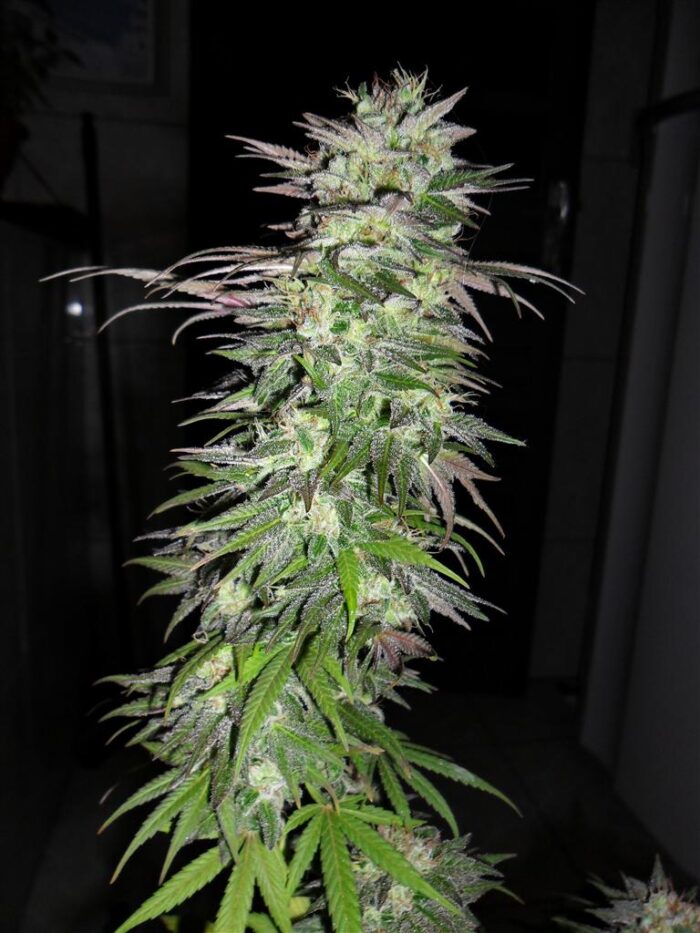 Snow Bud
