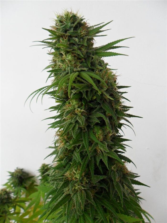 Snow Bud