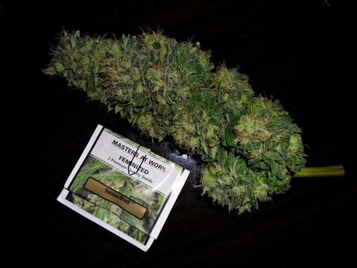 Snow Bud