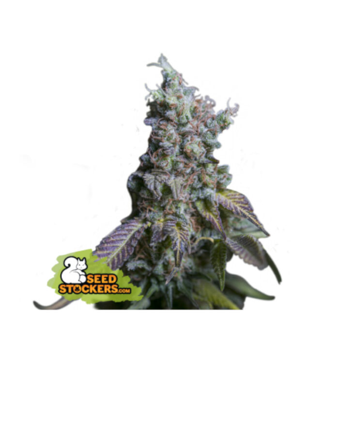 Sour Diesel Auto