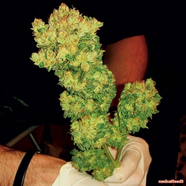 Bcn Sour Diesel