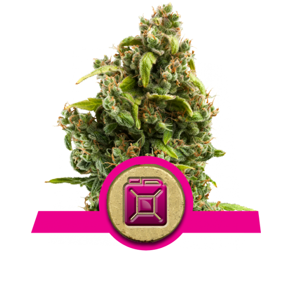 Sour Diesel