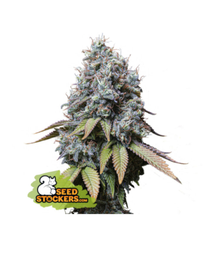 Sour Diesel