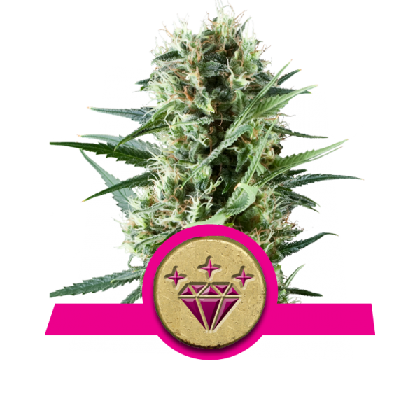 Special Kush 1