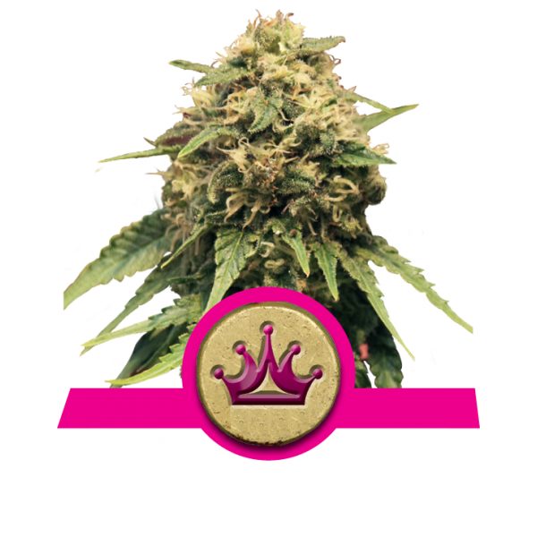 Special Queen 1