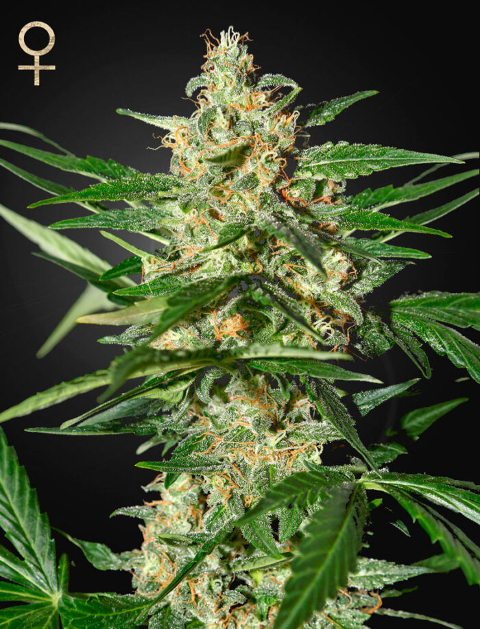 Damnesia Autoflowering
