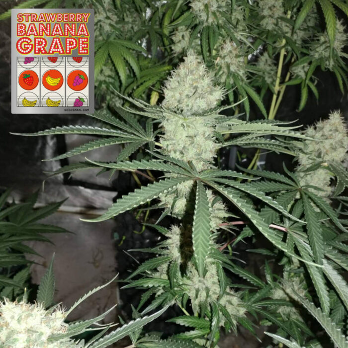 Strawberry Banana Grape