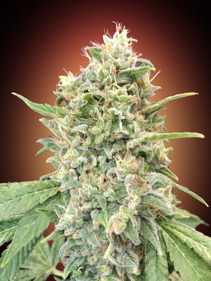 Strawberry Banana