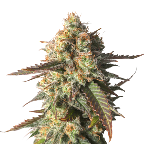 Strawberry Chemdawg OG