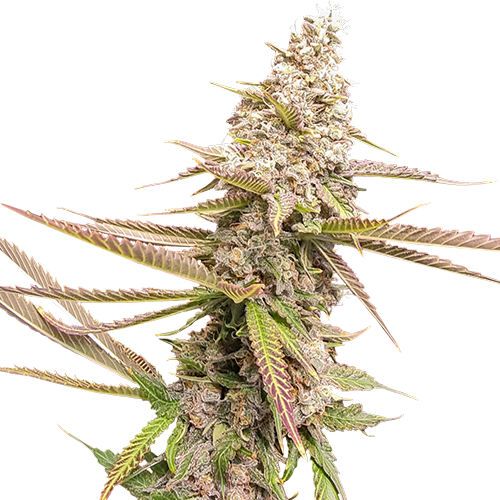 Strawberry Cookies