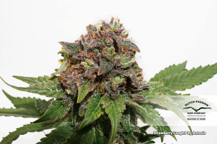 Strawberry Cough