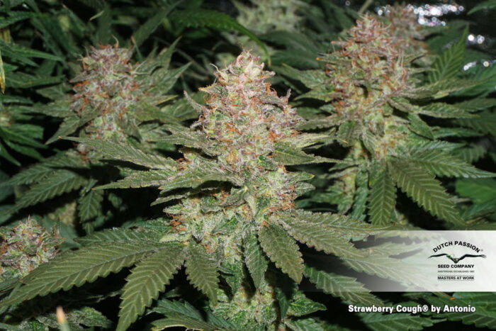 Strawberry Cough