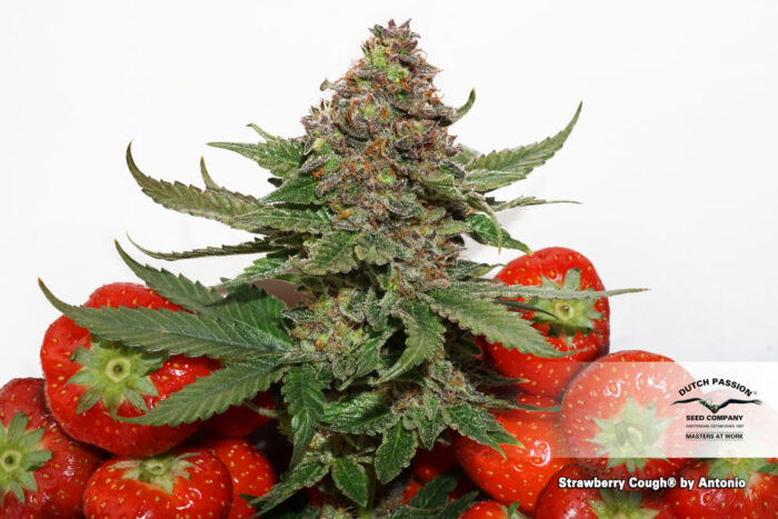 Strawberry Cough