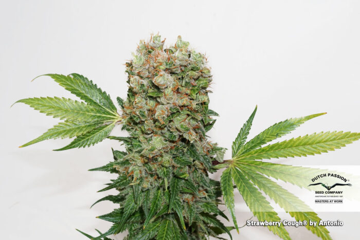 Strawberry Cough