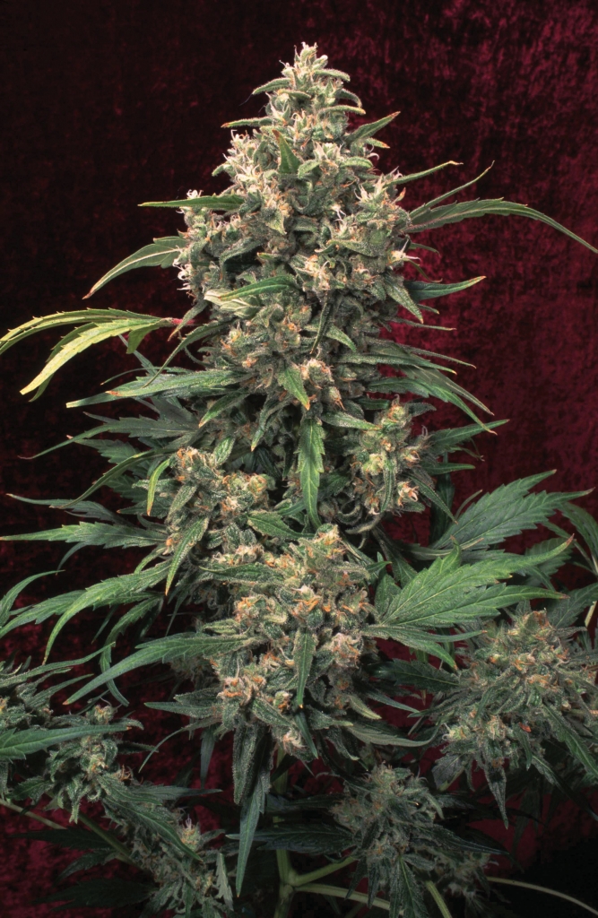 Strawberry Cough