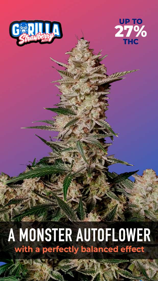 Strawberry Gorilla Auto