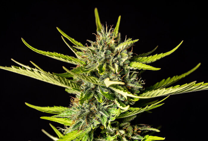 Strawberry Haze Auto