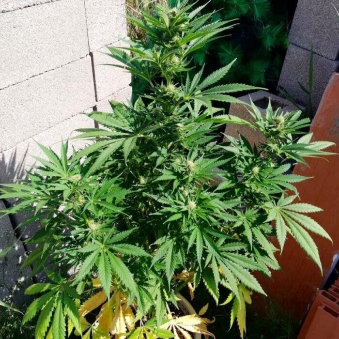 Ak Full Auto