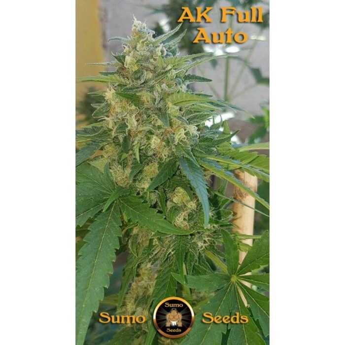 Ak Full Auto