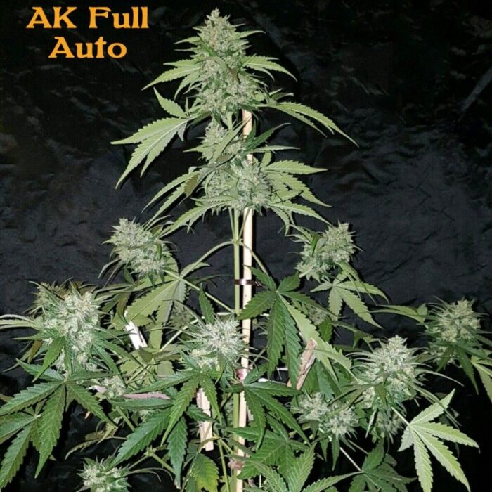Ak Full Auto