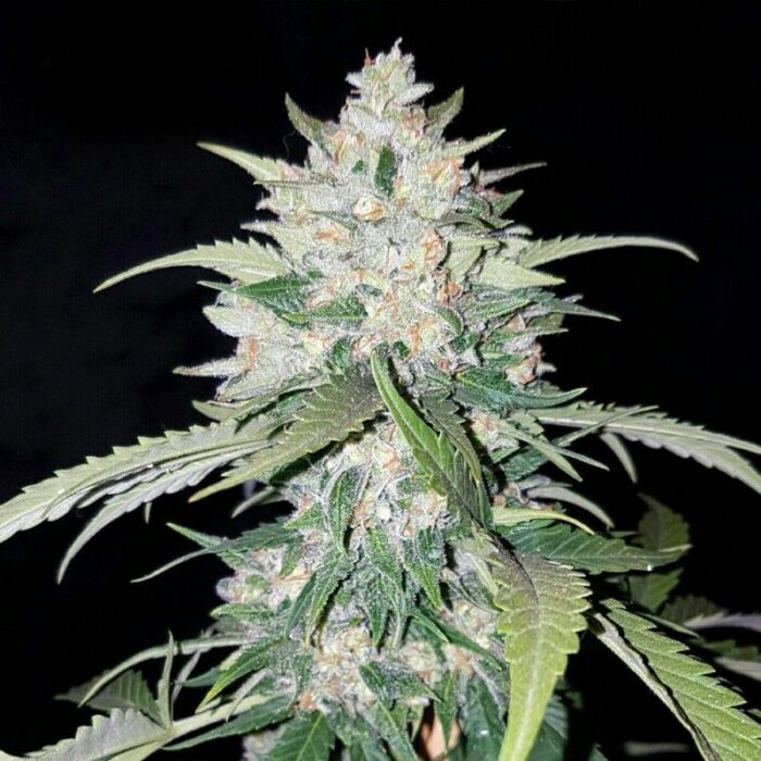 Ak Full Auto