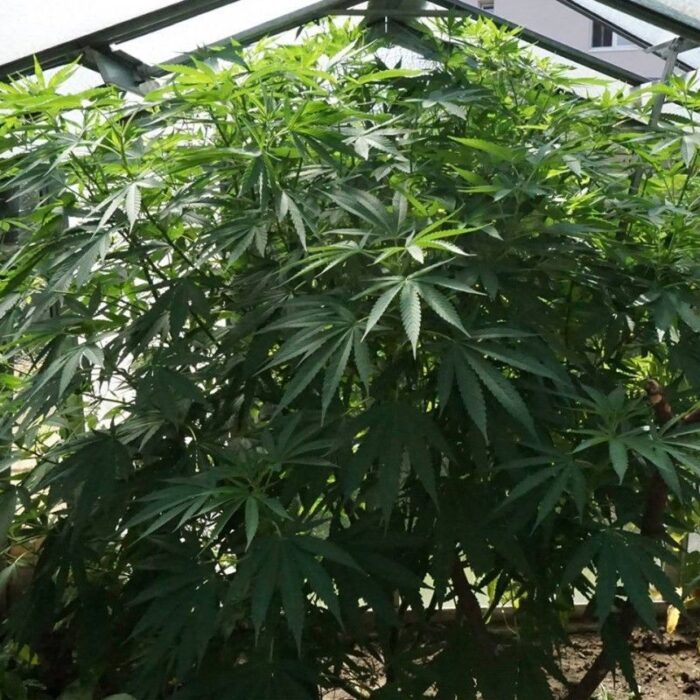 Cbd Cherry Kush