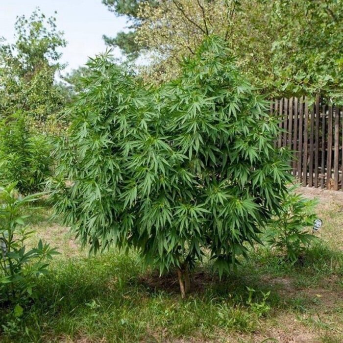 Cbd Cherry Kush