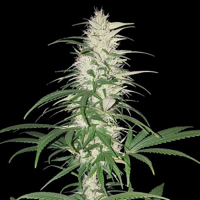 Cbd Cherry Kush