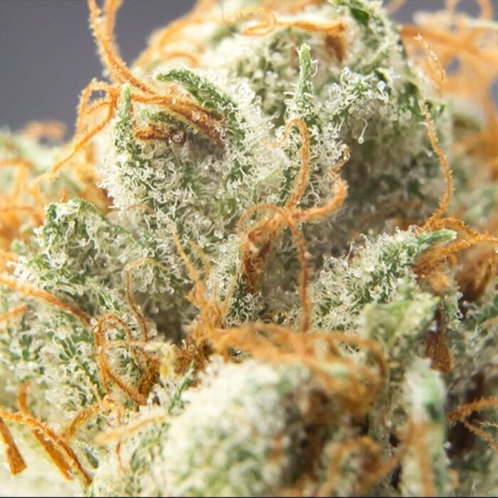 Cbd Cherry Kush