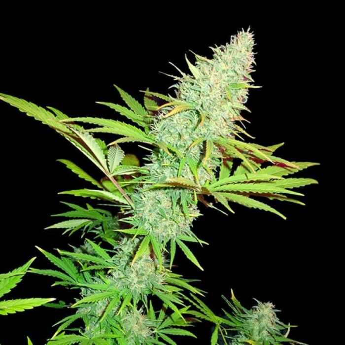 Cbd Kong's Kush